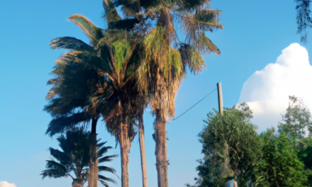 Descubre la Cuenta Demo de FXTM: Análisis Completo